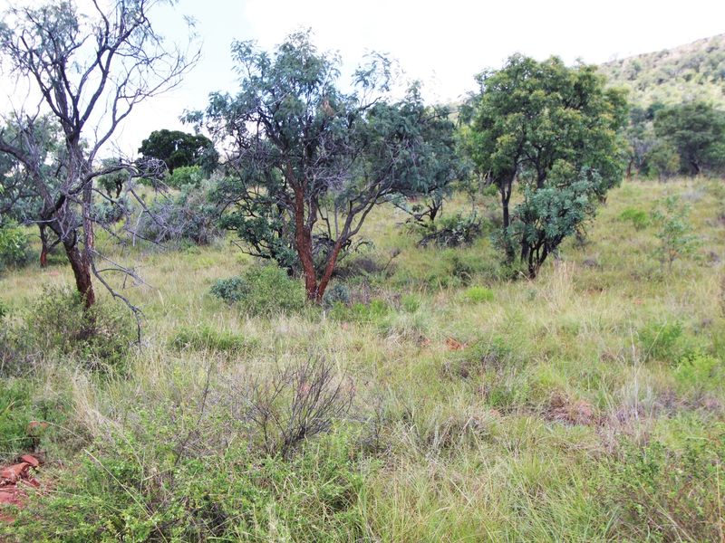 A view of the natural, undeveloped residential land featuring native trees and indigenous vegetation on a gentle slope.