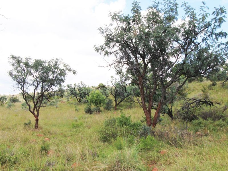 A view of the natural landscape featuring native trees and established grassland on the vacant residential property.