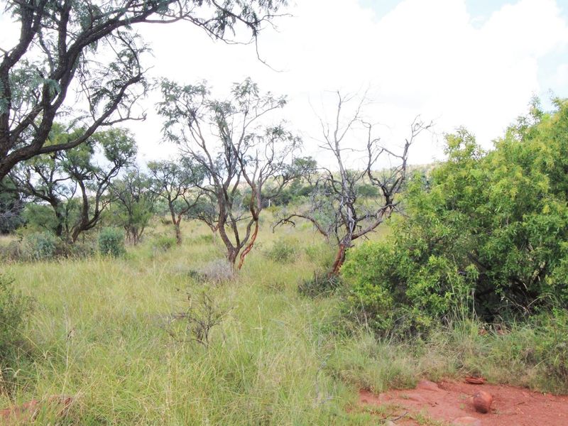 A view of a vacant residential plot featuring natural vegetation, native trees, and red soil terrain.