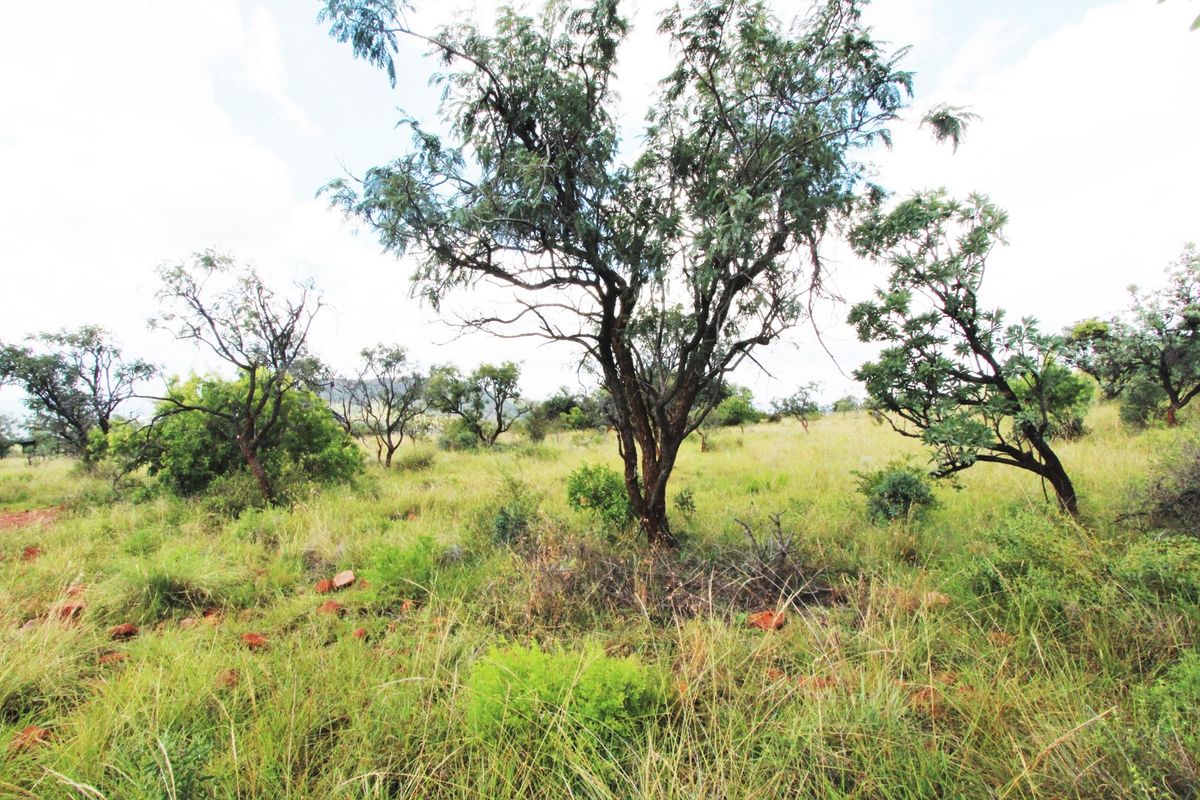 A view of a vacant residential plot featuring natural grass and established native trees.