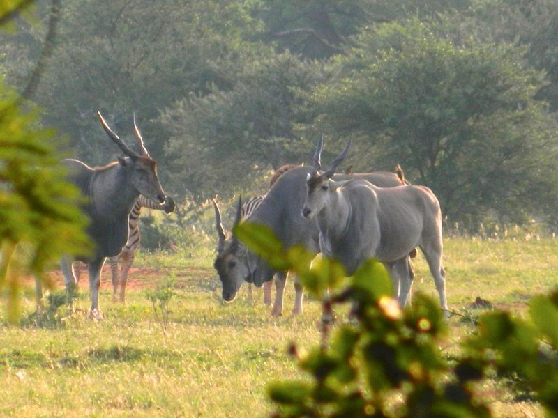 FOR INTERNATIONAL INVESTORS WHO DREAM TO OWN AN EXCLUSIVE PRIVATE GAME RESERVE IN SOUTH AFRICA. - Photo 7