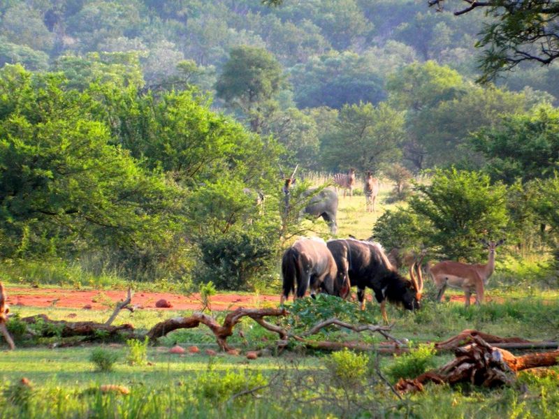 FOR INTERNATIONAL INVESTORS WHO DREAM TO OWN AN EXCLUSIVE PRIVATE GAME RESERVE IN SOUTH AFRICA. - Photo 6