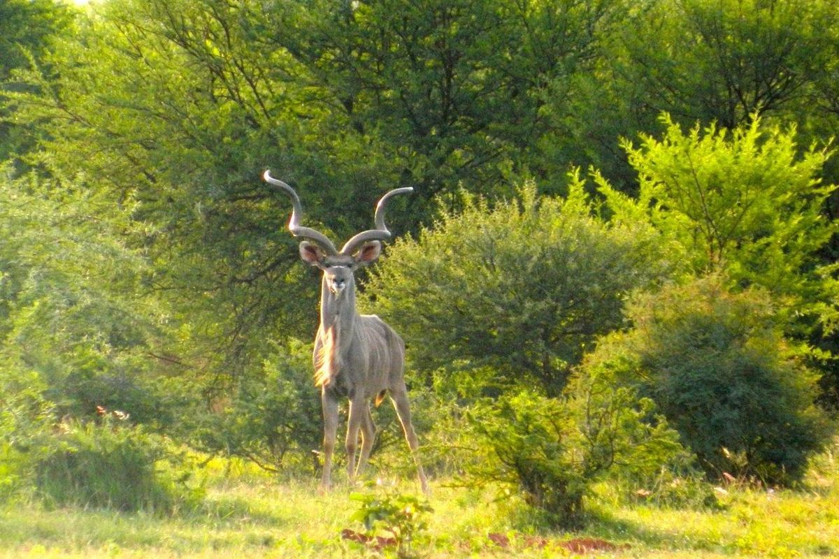 FOR INTERNATIONAL INVESTORS WHO DREAM TO OWN AN EXCLUSIVE PRIVATE GAME RESERVE IN SOUTH AFRICA. - Photo 5