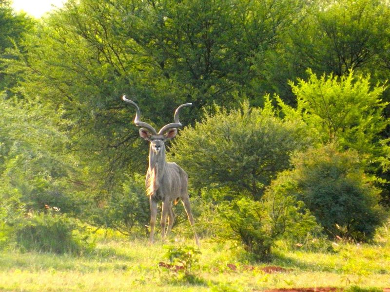 FOR INTERNATIONAL INVESTORS WHO DREAM TO OWN AN EXCLUSIVE PRIVATE GAME RESERVE IN SOUTH AFRICA. - Photo 5