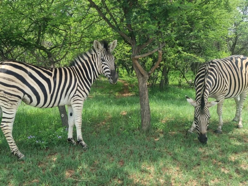Beautiful stand in Koro Creek Bushveld Golf Estate - Photo 3