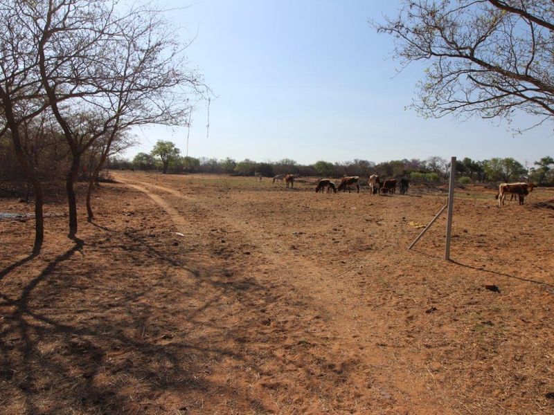 Farm For Sale In Modimolle - Photo 7