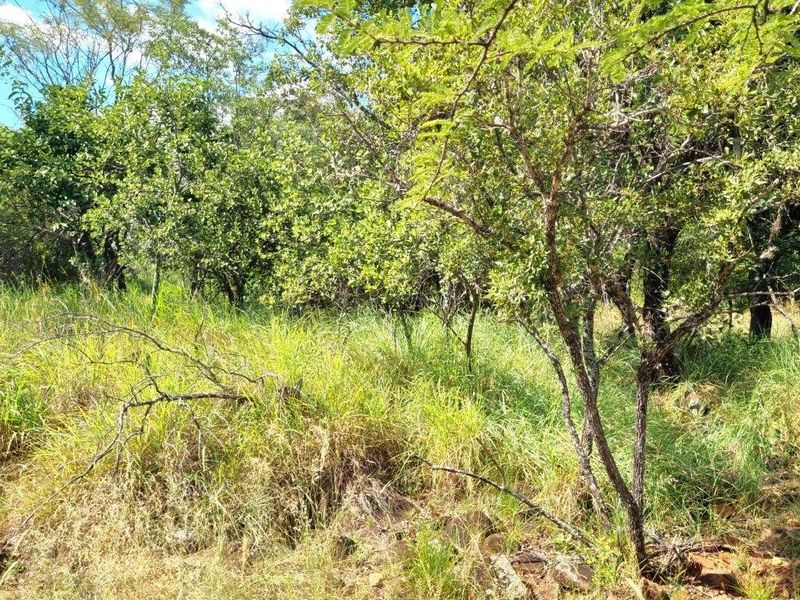 BUSHVELD DREAMS COME TRUE: YOUR EXCLUSIVE RETREAT - Photo 9