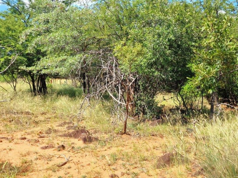 BUSHVELD DREAMS COME TRUE: YOUR EXCLUSIVE RETREAT - Photo 7