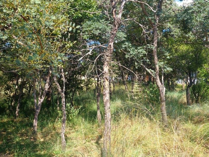 WILDERNESS AWAITS: YOUR CANVAS IN THE HEART OF THE BUSHVELD - Photo 5