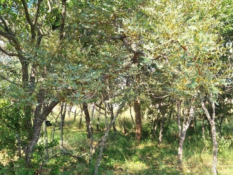 WILDERNESS AWAITS: YOUR CANVAS IN THE HEART OF THE BUSHVELD - Photo 4