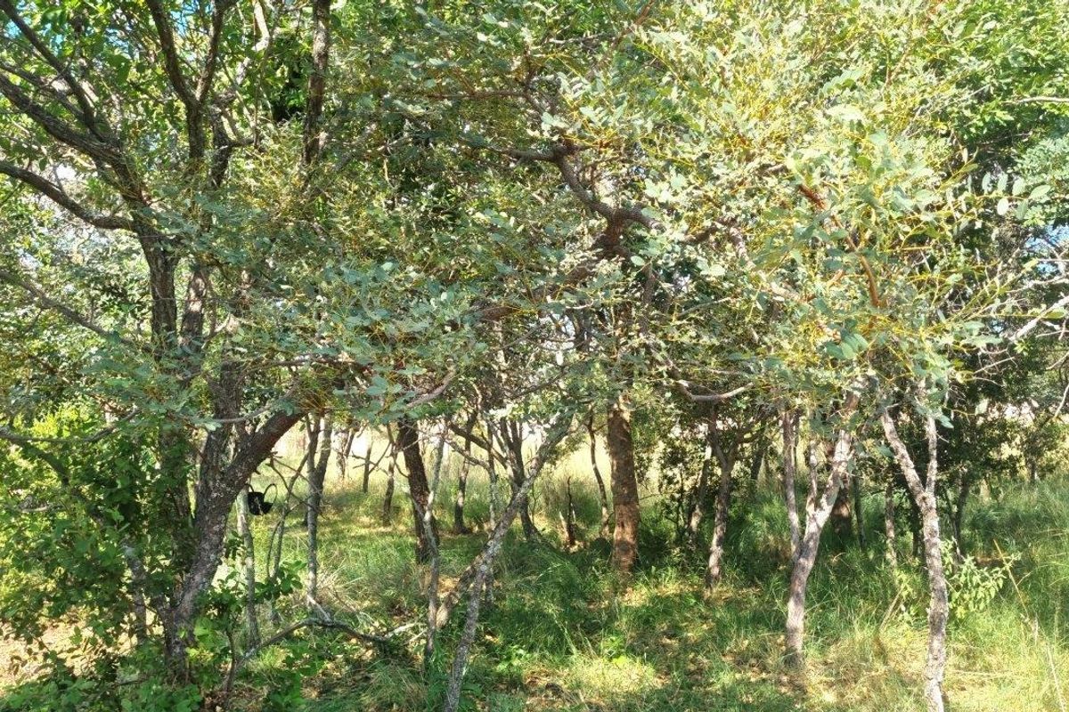 WILDERNESS AWAITS: YOUR CANVAS IN THE HEART OF THE BUSHVELD - Photo 4