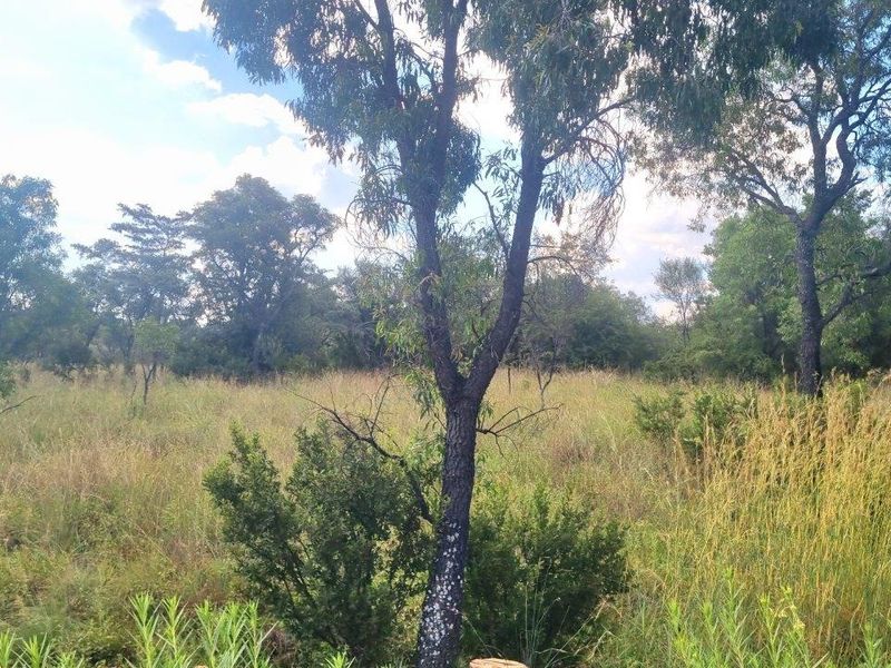 HUGE BUSHVELD STAND NOW ON THE MARKET! - Photo 9