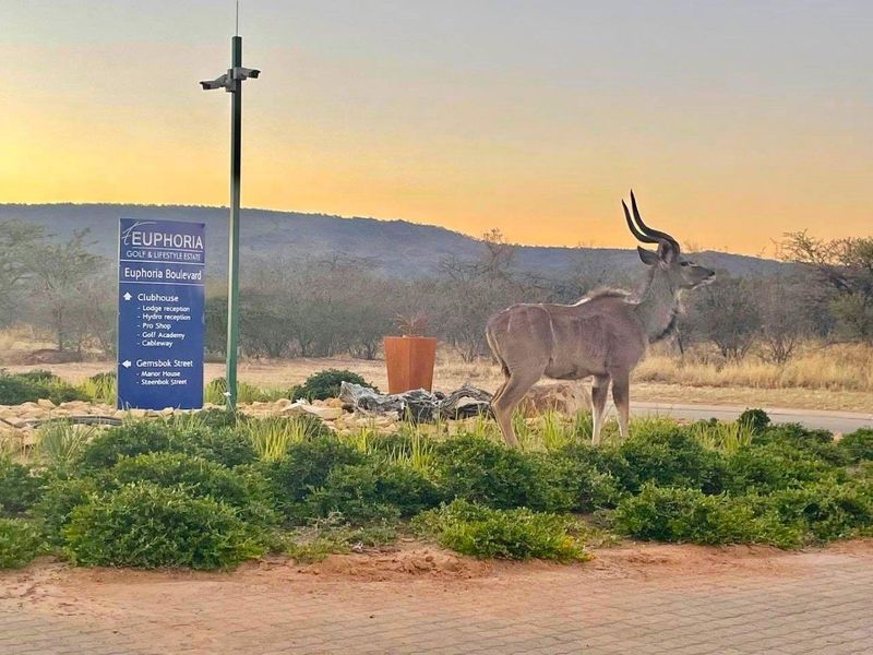 DISCOVER YOUR BUSHVELD MOUNTAIN SANCTUARY - Photo 9