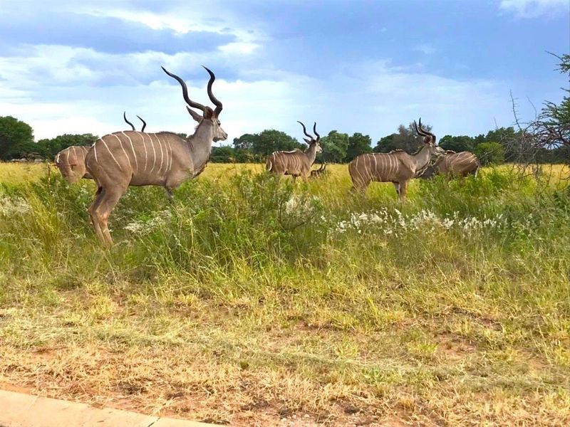 DISCOVER YOUR BUSHVELD MOUNTAIN SANCTUARY - Photo 7