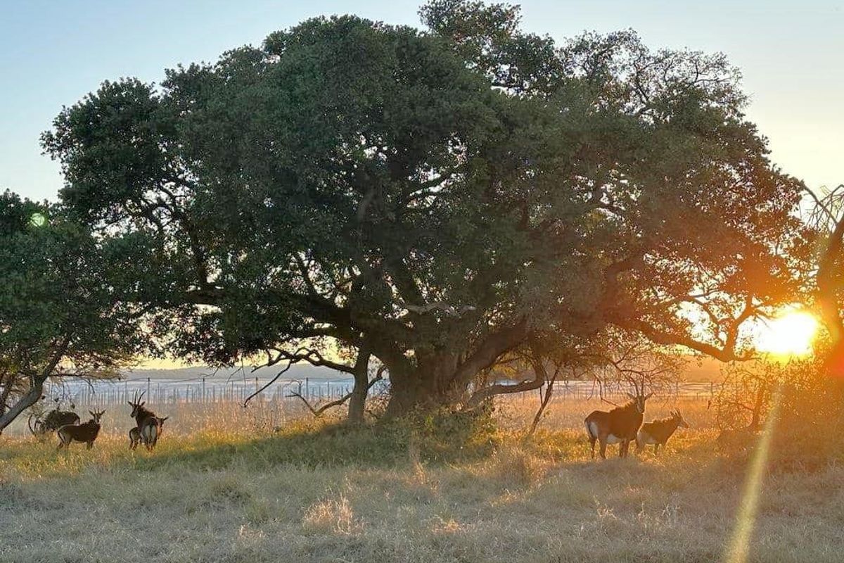 Rare Opportunity: Exclusive Vacant Land at The Orchards Retirement Village, Euphoria Golf Estate - Photo 5