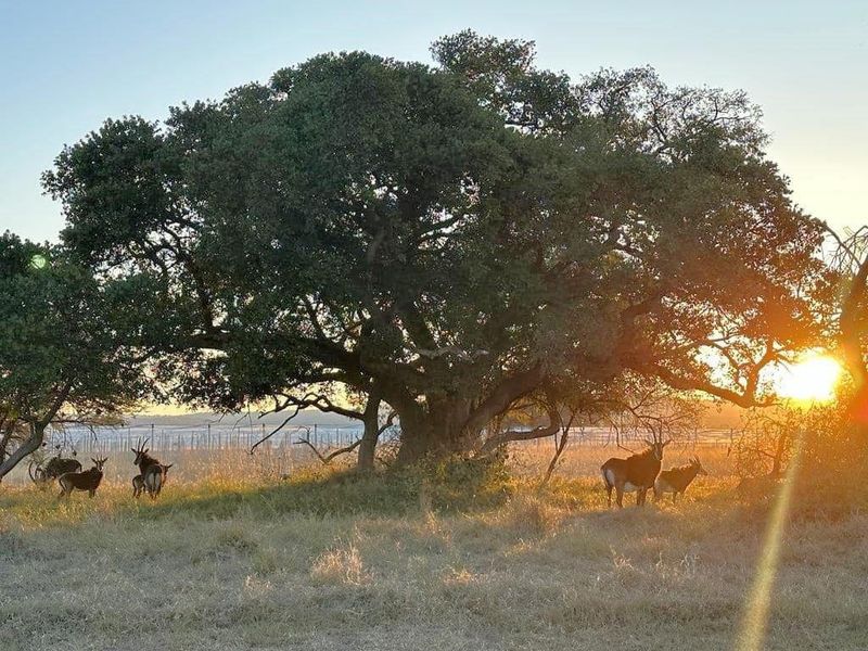 Rare Opportunity: Exclusive Vacant Land at The Orchards Retirement Village, Euphoria Golf Estate - Photo 5
