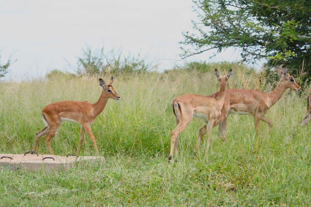 Rare Opportunity: Exclusive Vacant Land at The Orchards Retirement Village, Euphoria Golf Estate - Photo 4
