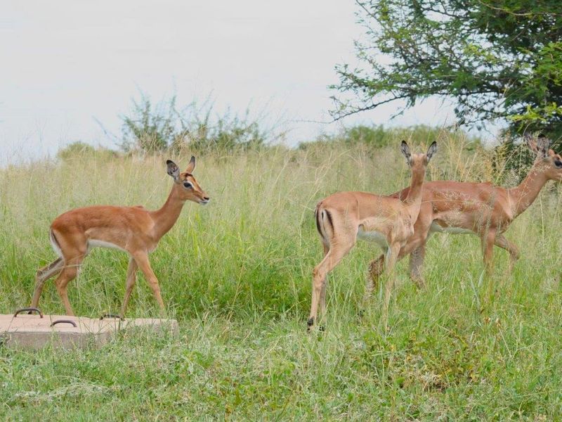 Rare Opportunity: Exclusive Vacant Land at The Orchards Retirement Village, Euphoria Golf Estate - Photo 4