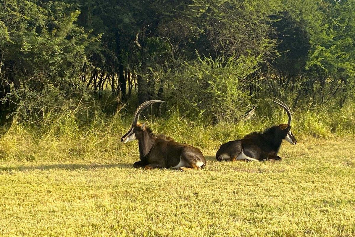 Rare Opportunity: Exclusive Vacant Land at The Orchards Retirement Village, Euphoria Golf Estate - Photo 3