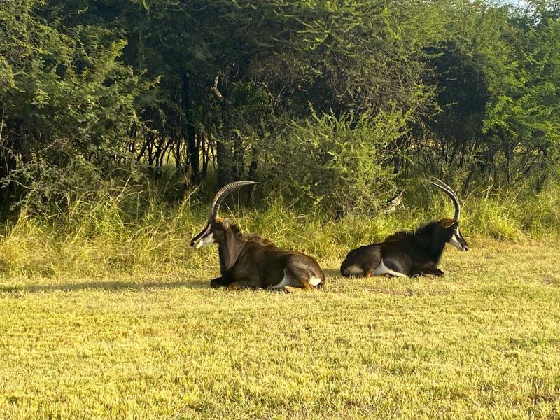 Rare Opportunity: Exclusive Vacant Land at The Orchards Retirement Village, Euphoria Golf Estate - Photo 3