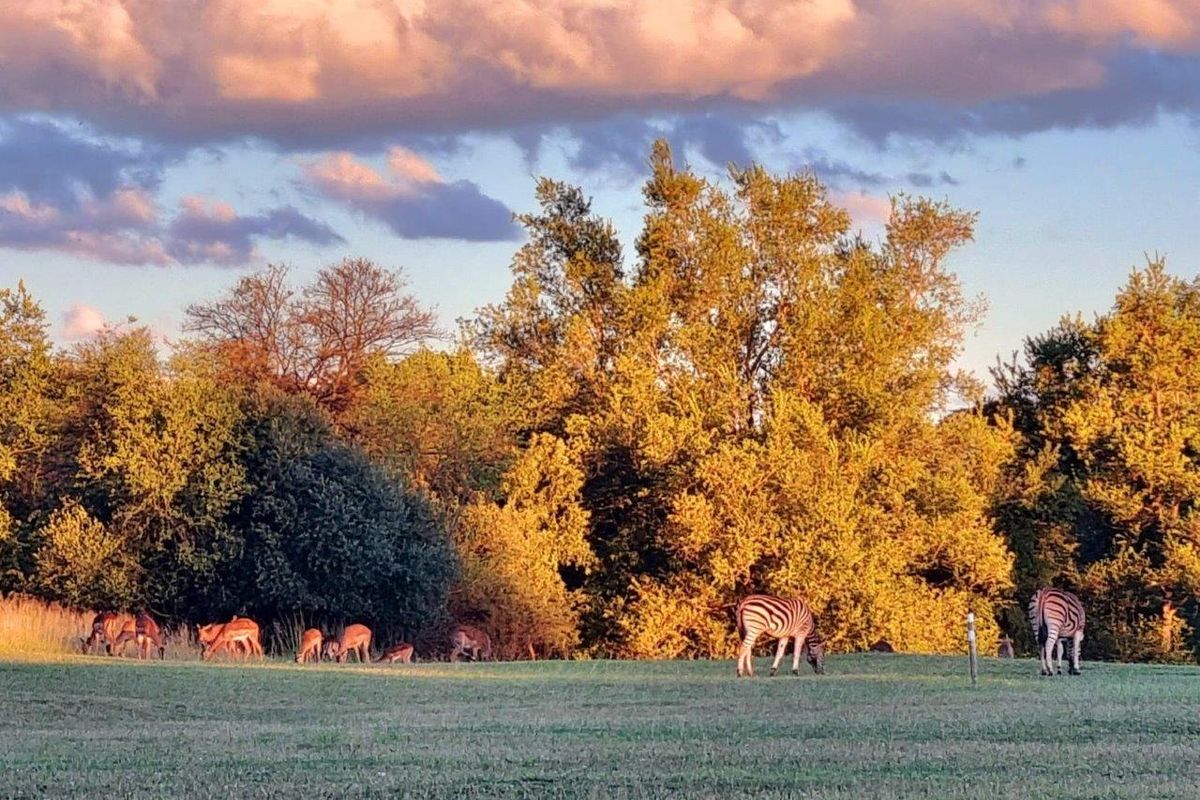 A scenic view of the vacant residential land featuring natural landscape, mature trees, and local wildlife at sunset.