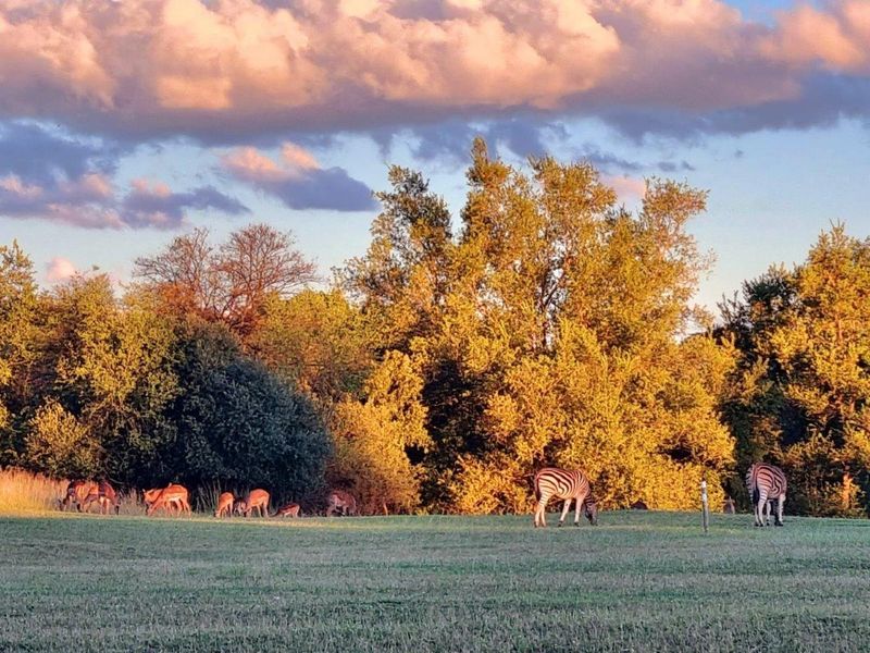 A scenic view of the vacant residential land featuring natural landscape, mature trees, and local wildlife at sunset.