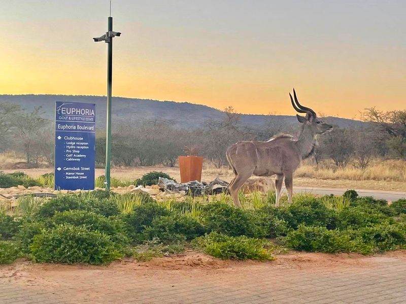 Euphoria’s Hidden Gem: A Symphony of Nature - Photo 7