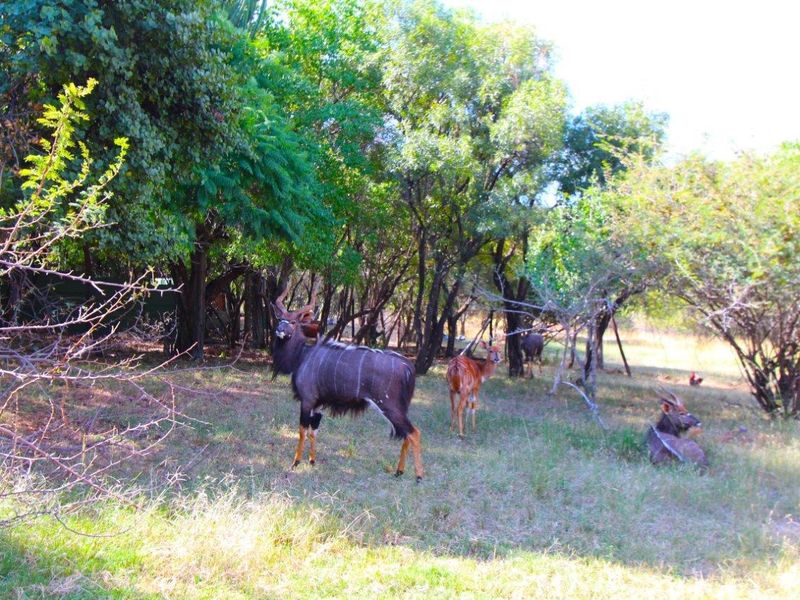 BARGAIN - ESCAPE TO NATURE'S EMBRACE-YOUR FARM RETREAT AMIDST ABUNDANT WILDLIFE IN MODIMOLE - Photo 9
