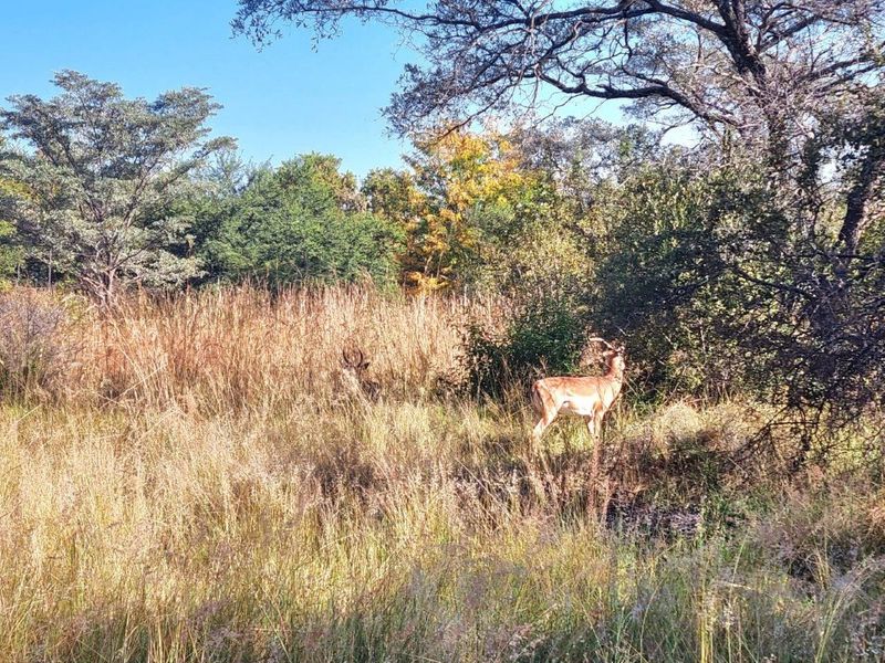 A view of the natural landscape on the vacant residential property, featuring mature trees and tall indigenous grasses.