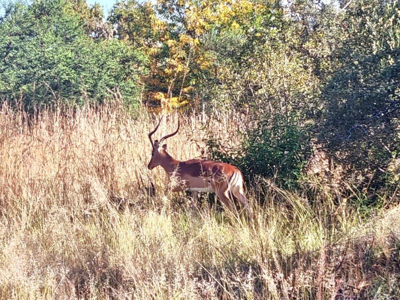 A view of the natural landscape featuring indigenous vegetation and wildlife on the vacant residential property.