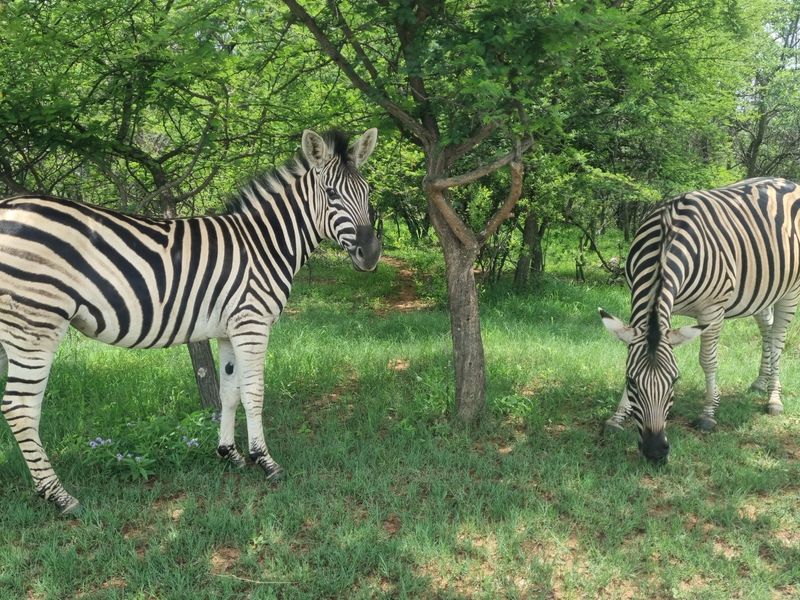 A view of the natural landscape on the vacant residential property, featuring indigenous trees and local wildlife.