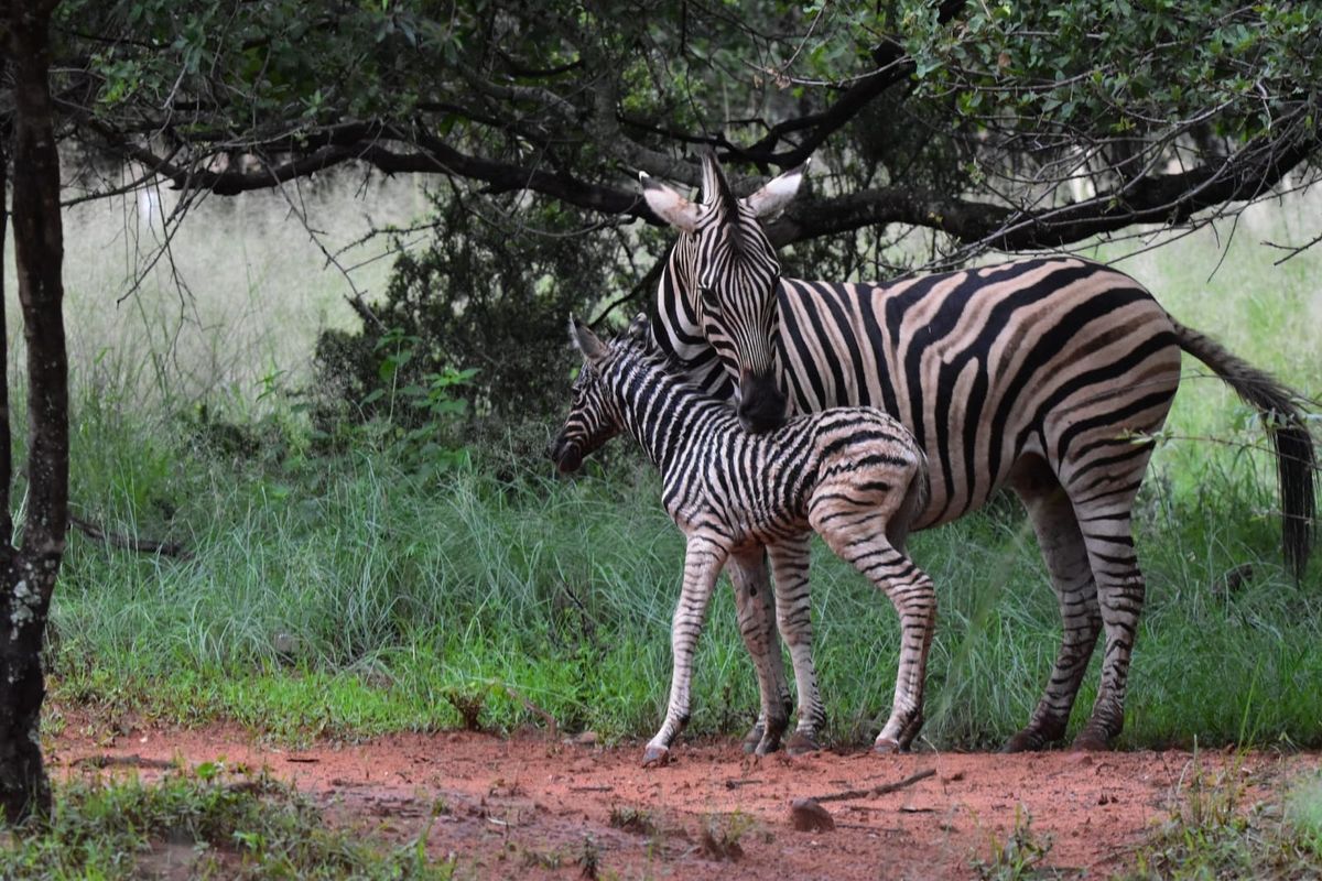 Prime Vacant Land in Modimolle - Build Your Dream Home! - Photo 2