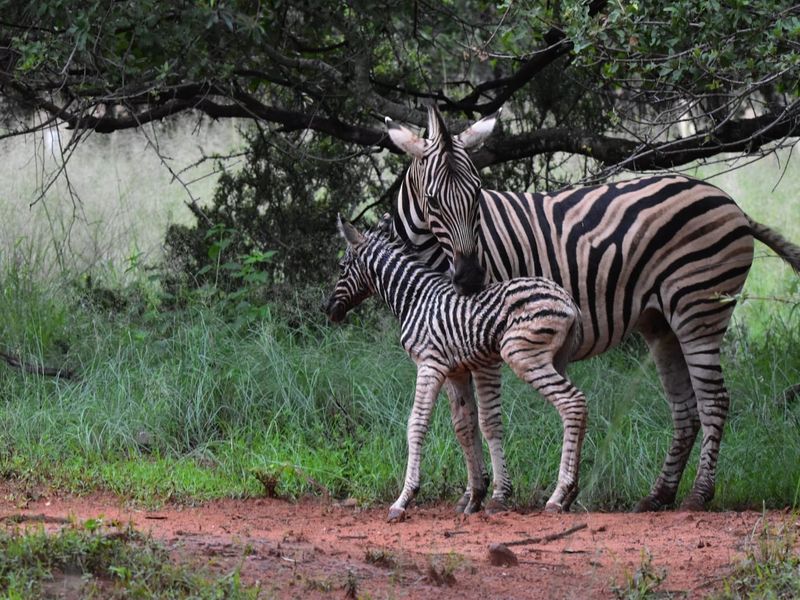 Prime Vacant Land in Modimolle - Build Your Dream Home! - Photo 2