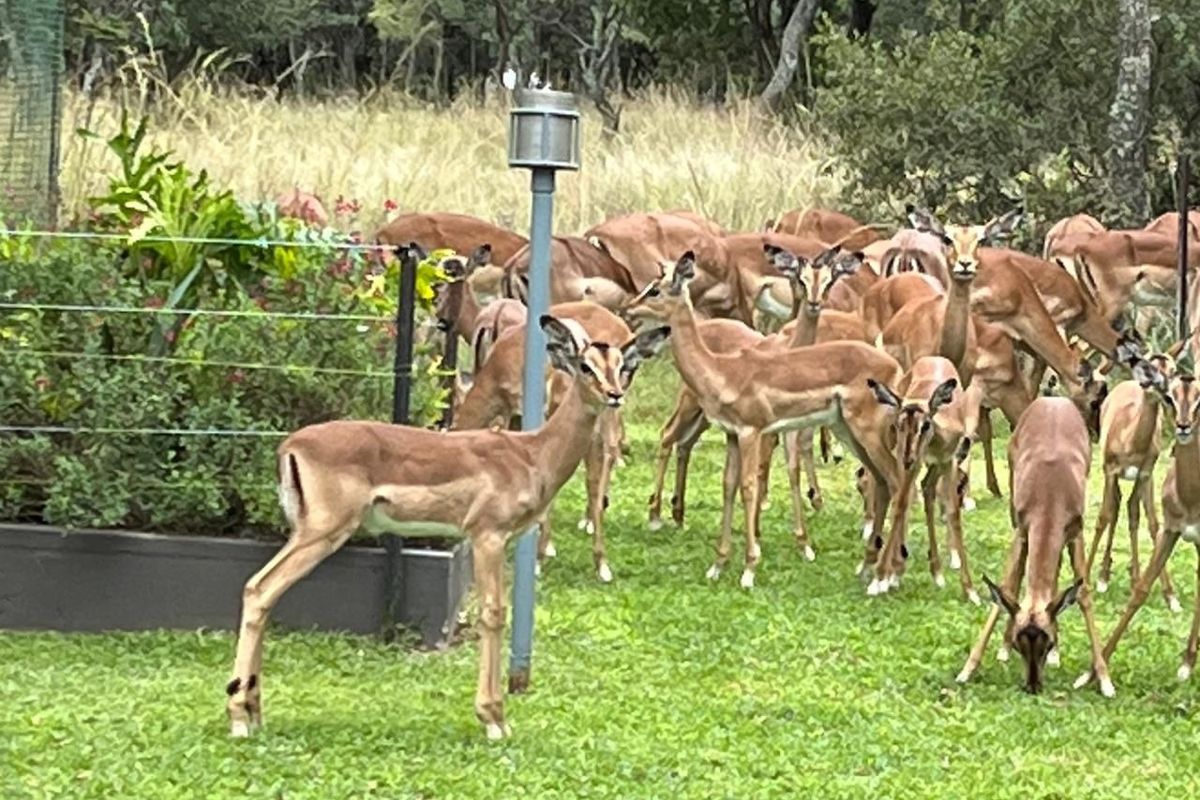 Prime Vacant Land in Modimolle - Build Your Dream Home! - Photo 3