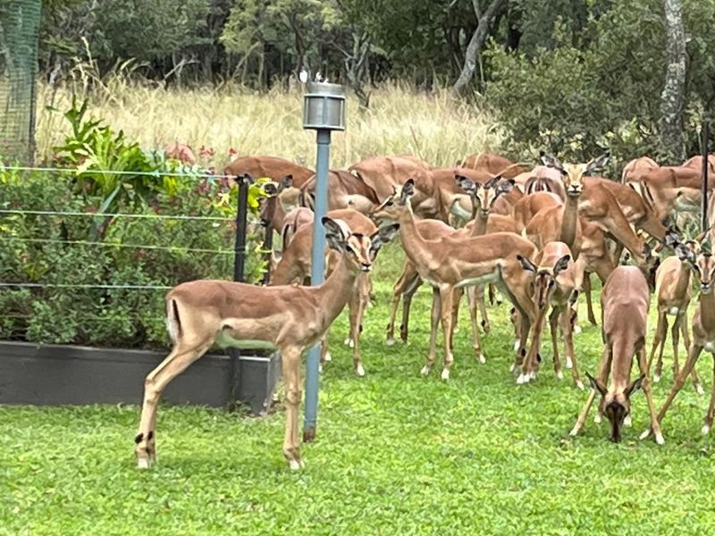 Prime Vacant Land in Modimolle - Build Your Dream Home! - Photo 3