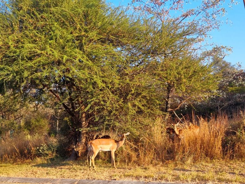 Unveil Your Perfect Oasis in Koro Creek Golf Estate! - Photo 6