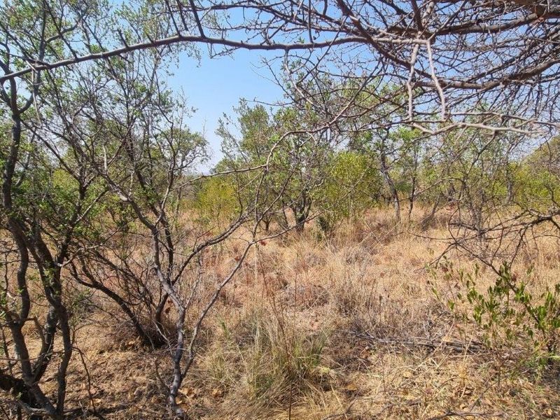 A view of the natural, undeveloped residential land featuring indigenous trees and dry grass, suitable for future development.