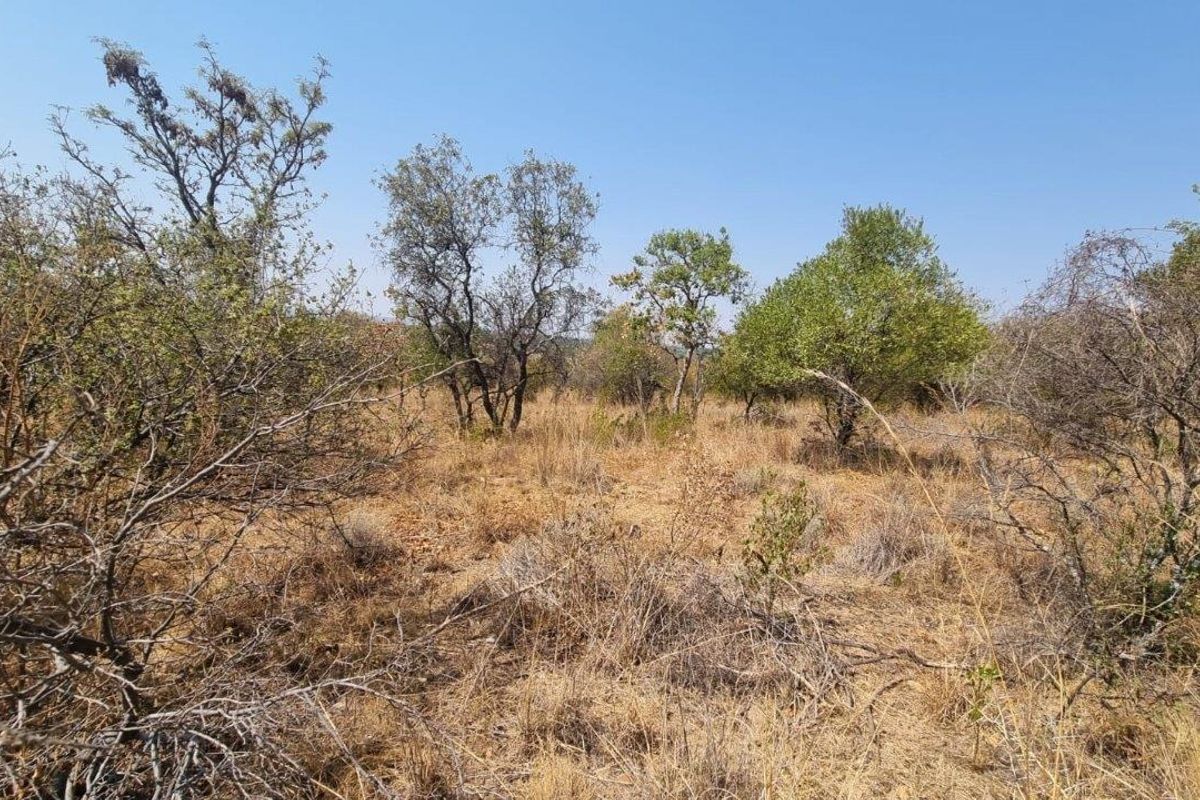 A view of the vacant residential land featuring natural vegetation and mature trees, suitable for development.