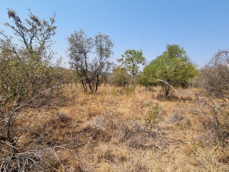 A view of the vacant residential land featuring natural vegetation and mature trees, suitable for development.