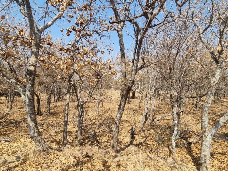 EXPANSIVE STAND IN BUSHVELD PARADISE FOR AN INCREDIBLE PRICE - Photo 8