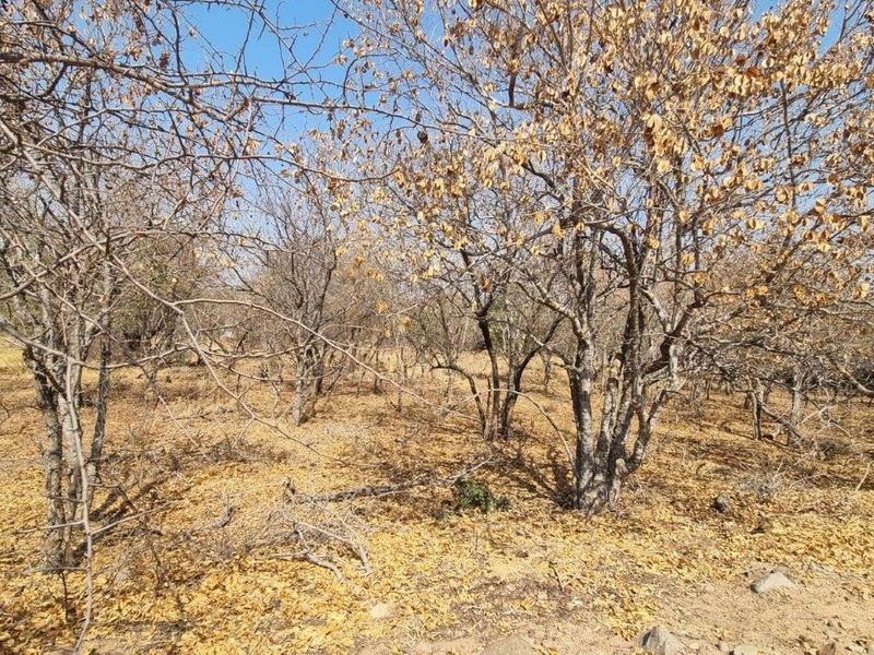 EXPANSIVE STAND IN BUSHVELD PARADISE FOR AN INCREDIBLE PRICE - Photo 6