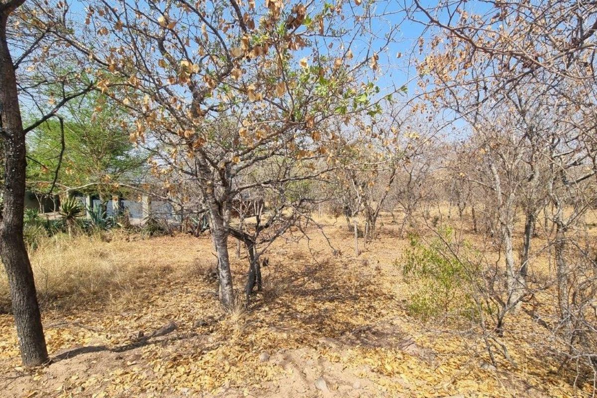 EXPANSIVE STAND IN BUSHVELD PARADISE FOR AN INCREDIBLE PRICE - Photo 5