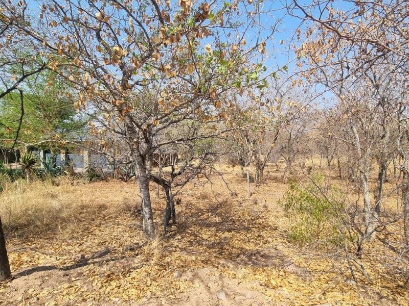 EXPANSIVE STAND IN BUSHVELD PARADISE FOR AN INCREDIBLE PRICE - Photo 5