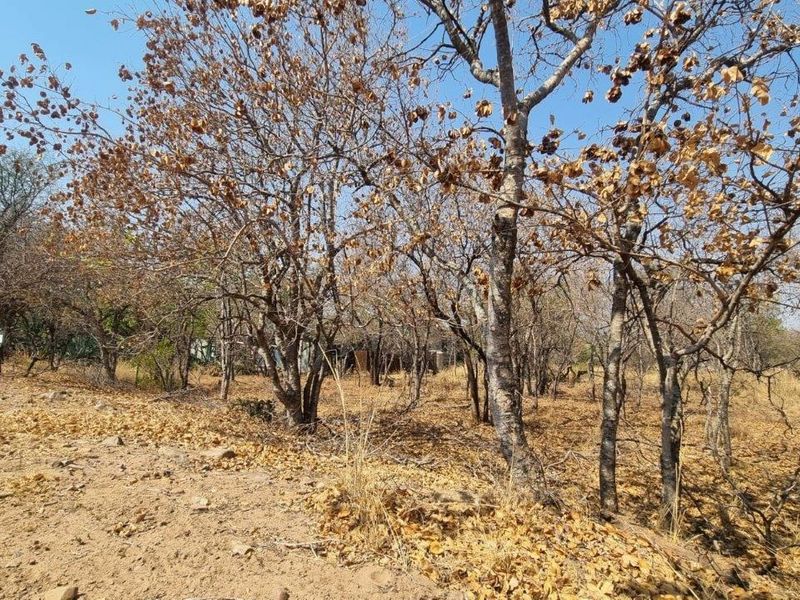 EXPANSIVE STAND IN BUSHVELD PARADISE FOR AN INCREDIBLE PRICE - Photo 10