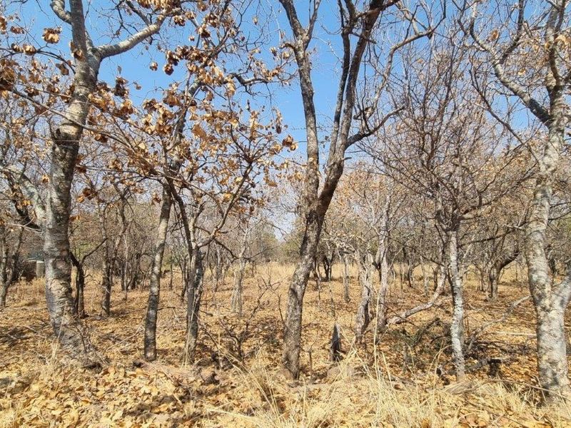 EXPANSIVE STAND IN BUSHVELD PARADISE FOR AN INCREDIBLE PRICE - Photo 9