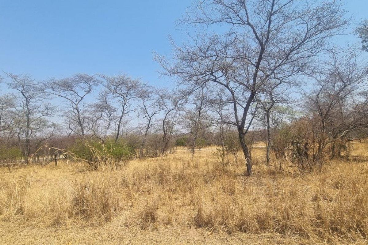DUAL ACCESS, BUSHVELD CHARM, AND ZEBRA VIEWS—AN UNMATCHED OPPORTUNITY - Photo 5