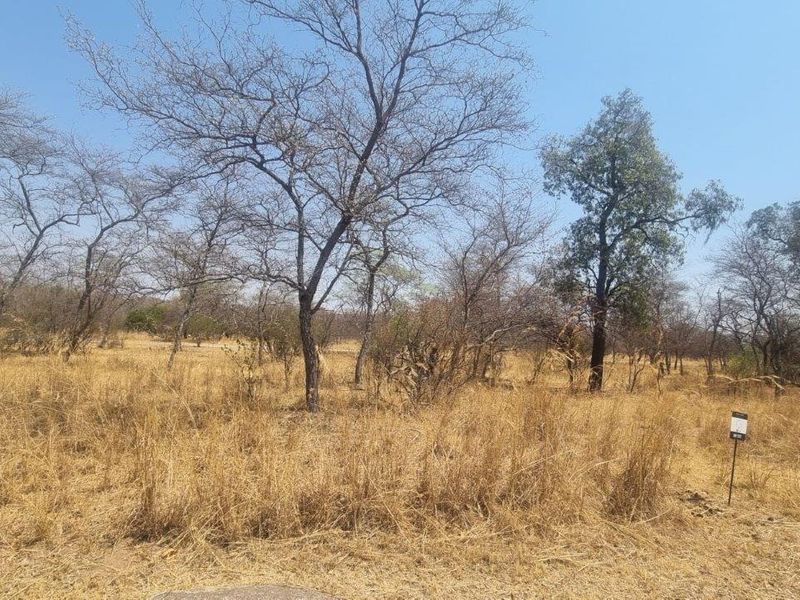 A view of a vacant residential plot featuring natural dry grassland and mature native trees.