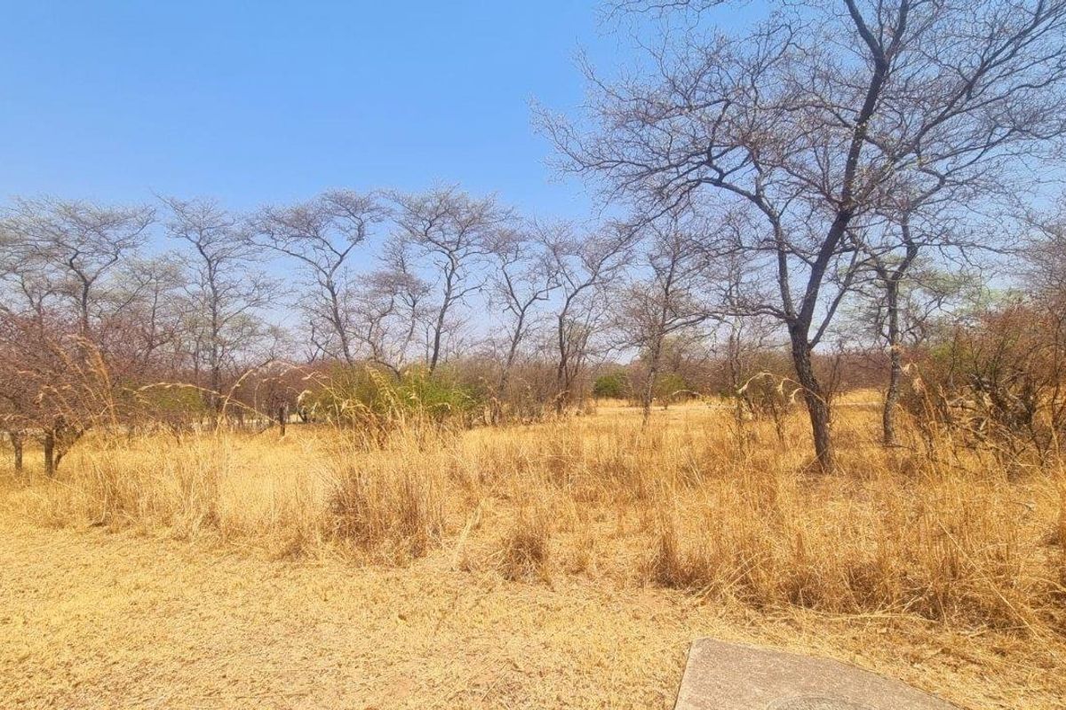 A view of a vacant residential plot featuring natural dry grass and established indigenous trees under a clear blue sky.
