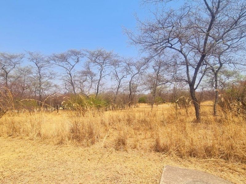 A view of a vacant residential plot featuring natural dry grass and established indigenous trees under a clear blue sky.