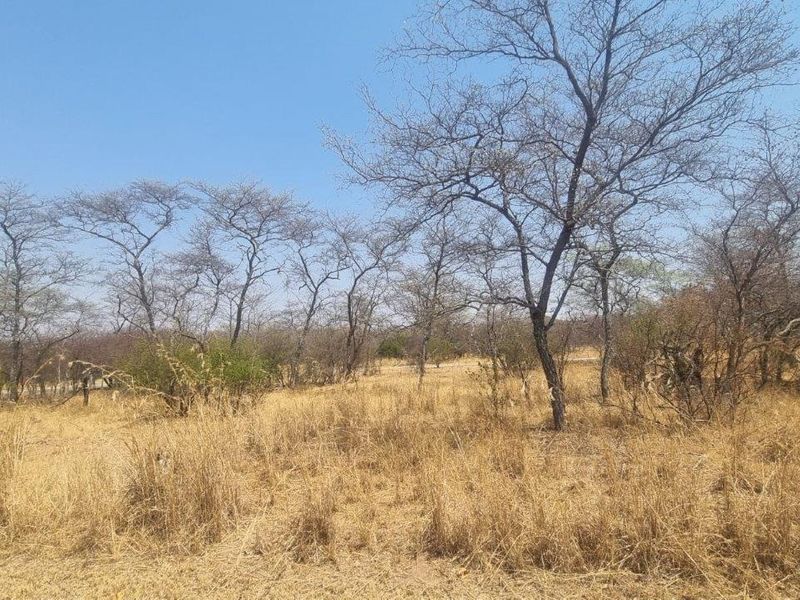 A view of the vacant residential land featuring natural vegetation and mature trees.